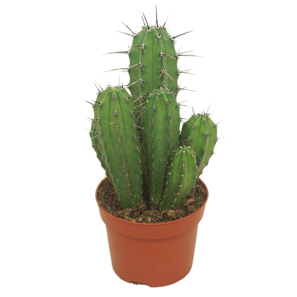 Polaskia chichipe 12 cm.