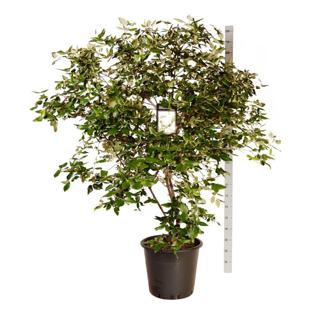 Viburnum burkwoodii.