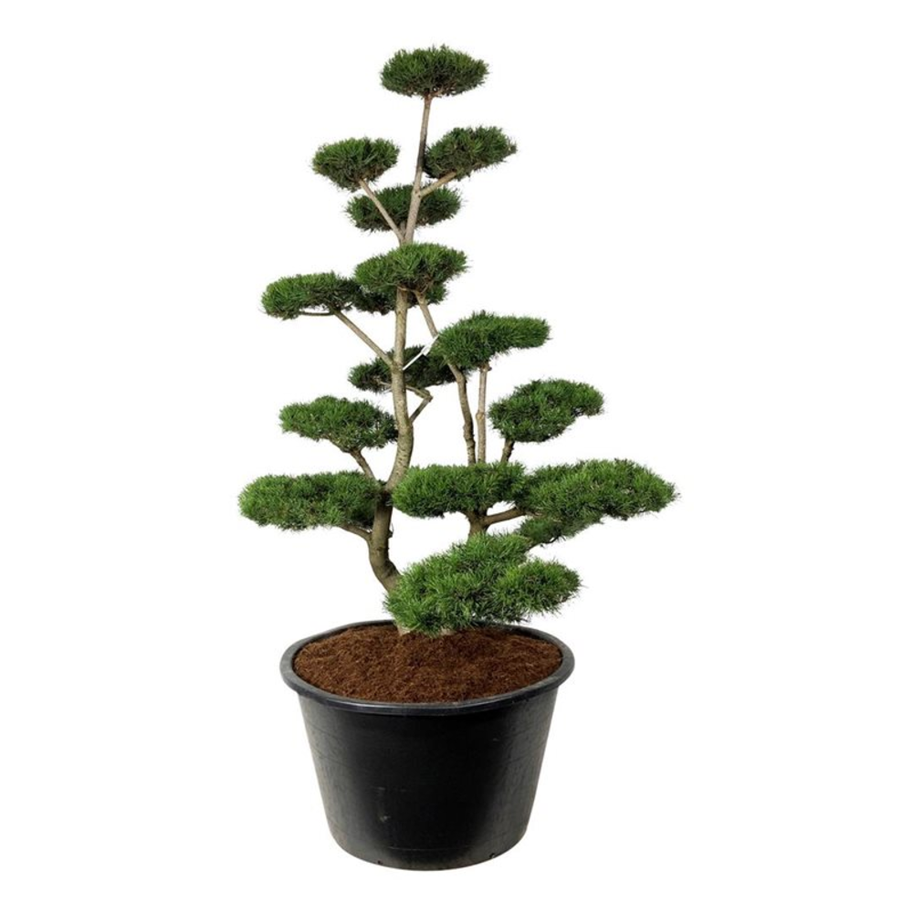 Pinus contorta.