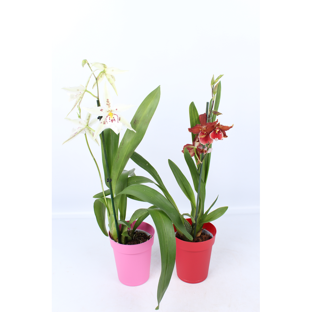 Cambria 1 tak met rode en roze pot.