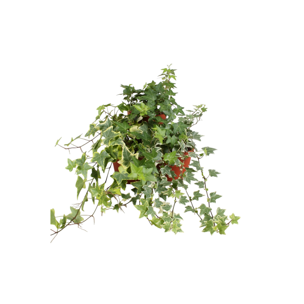 Hedera helix gemengd.
