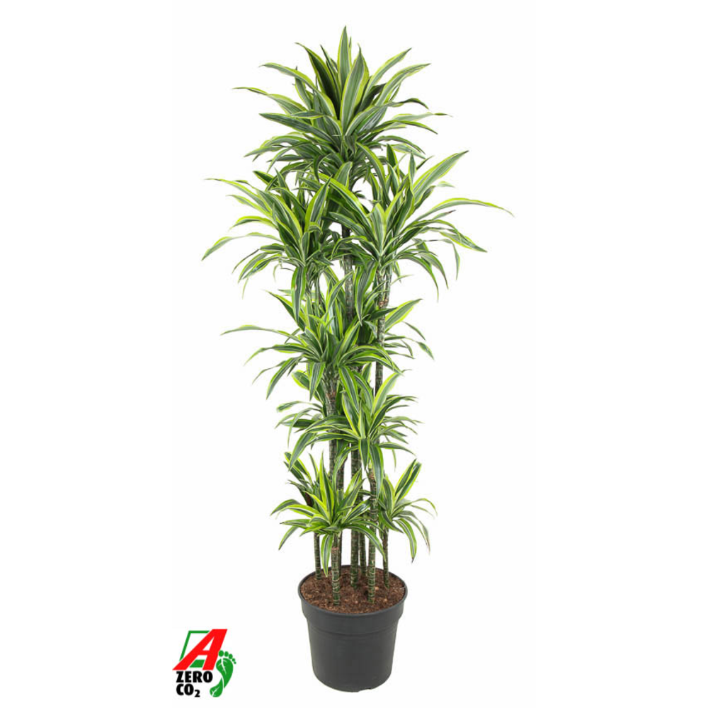 Dracaena Lemon Lime 150-carrousel.