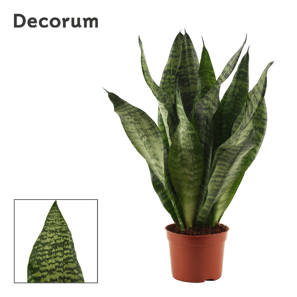 Sansevieria Super Green 9 cm (Decorum).