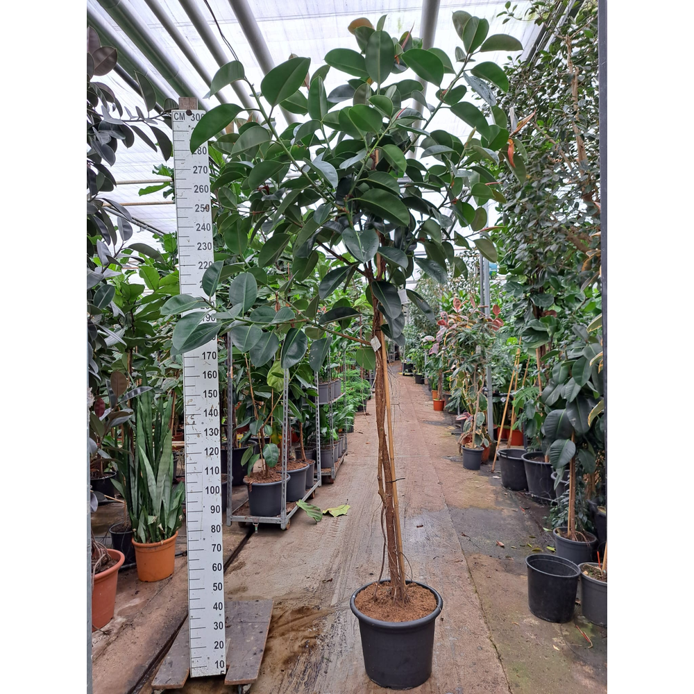 Ficus Elastica Robusta stam 310.