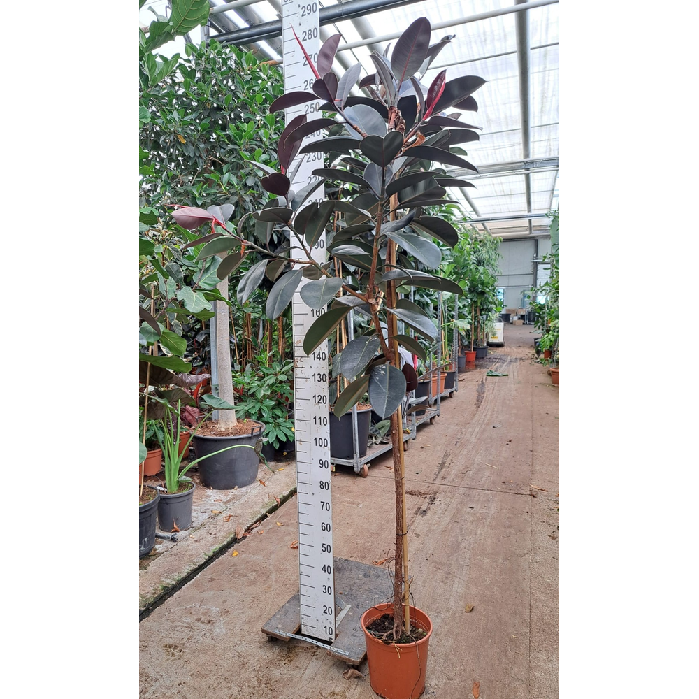 Ficus Elastica Abidjan stam 250.