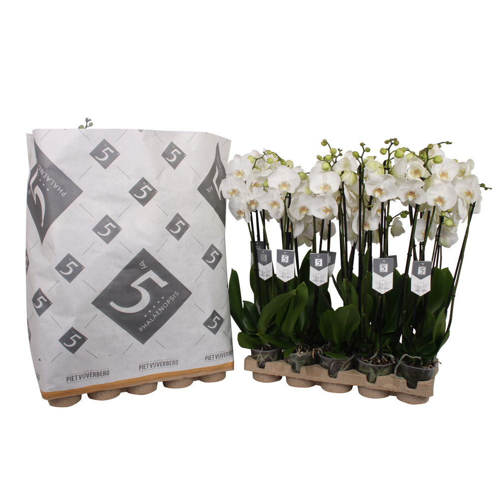 Phalaenopsis White World 3-spike in pulp tray.