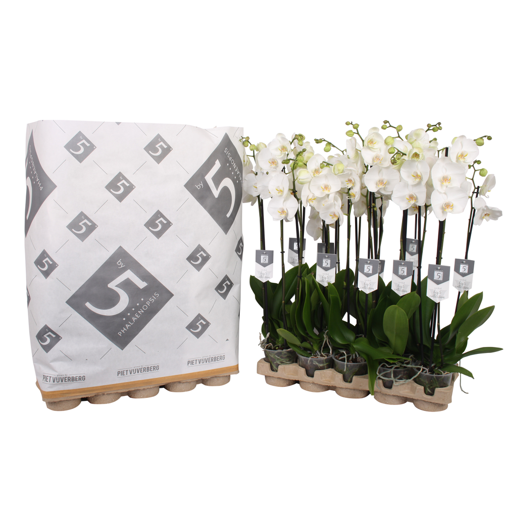 Phalaenopsis White World 2-spike in pulp tray.