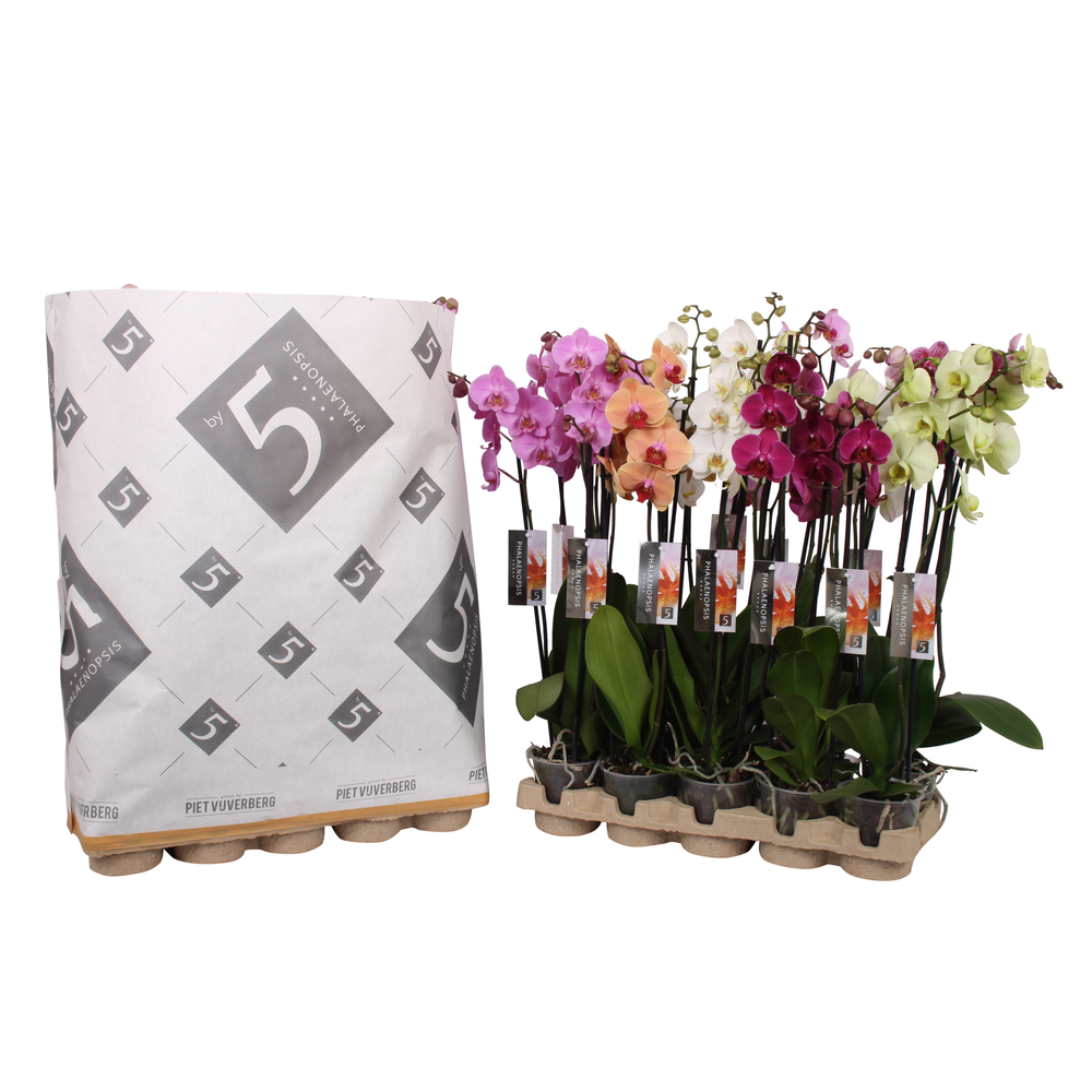 Phalaenopsis 3-spike 22+ mix in pulp tray.