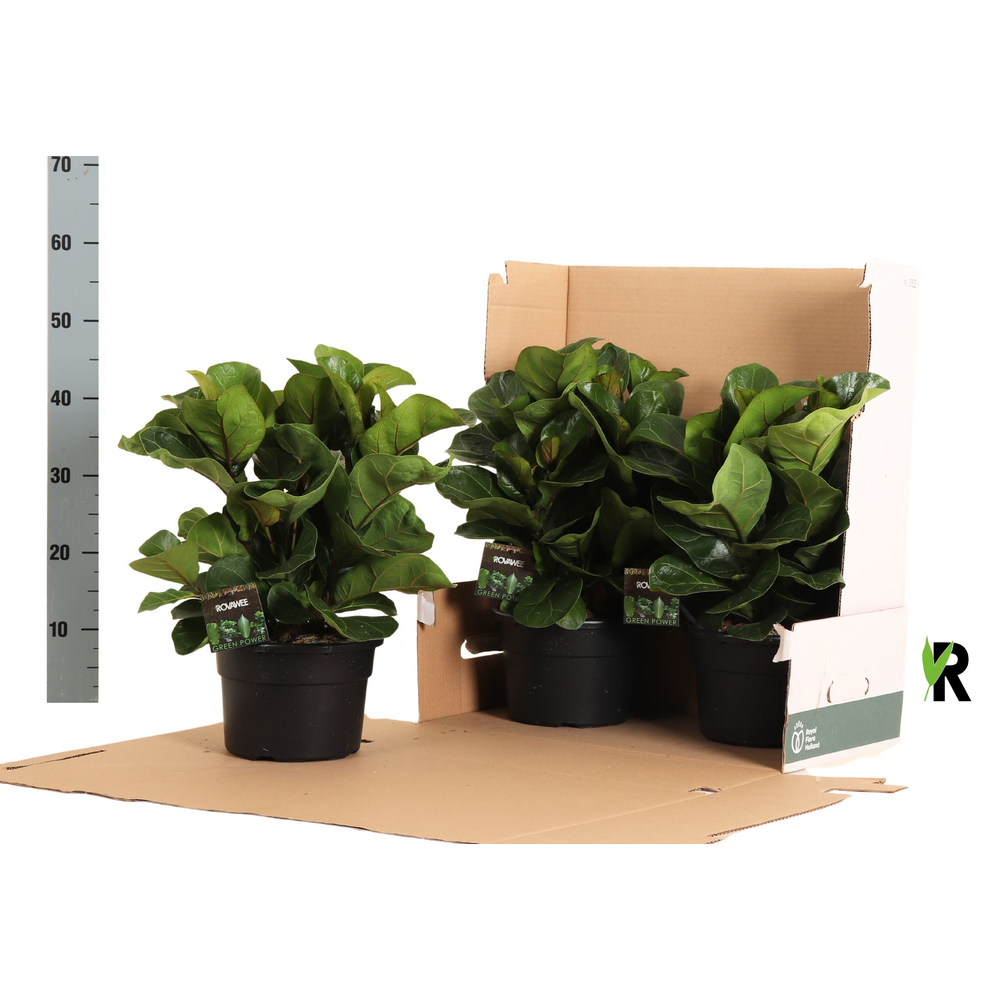 Ficus Lyrata Bambino 'Clumb' in hoes.
