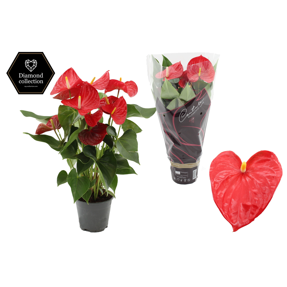 Anthurium 14 cm Casparo in Couture Diamond Line Pu.