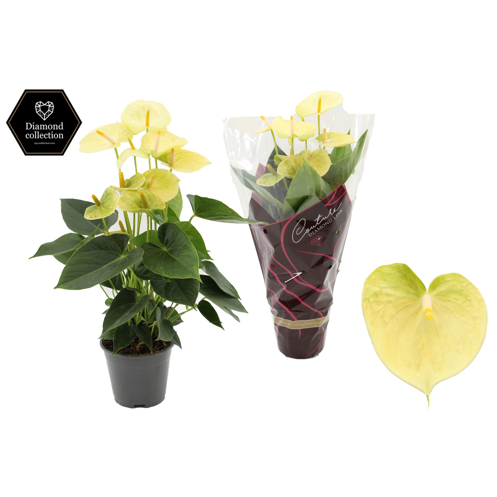 Anthurium Vanilla in Couture Diamond Line Purple s.