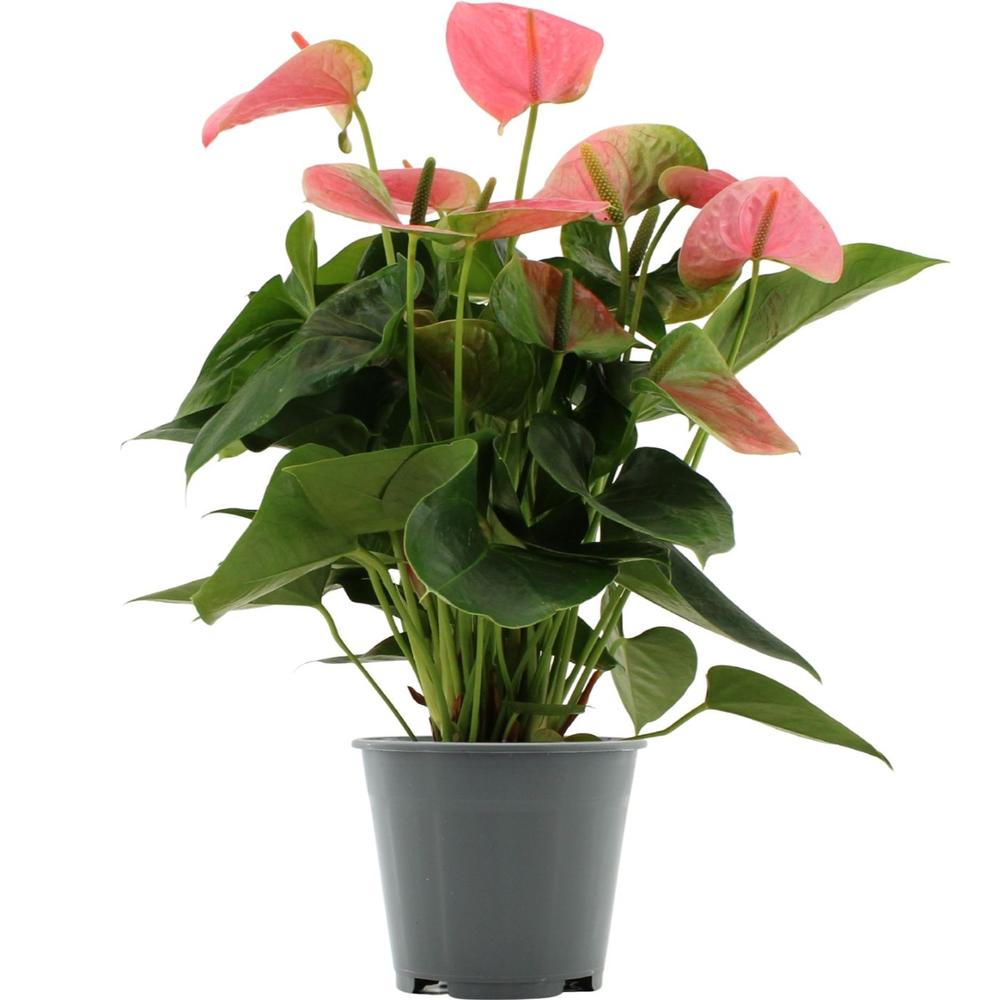 Anthurium Sweet Dream in Transparant sleeve.
