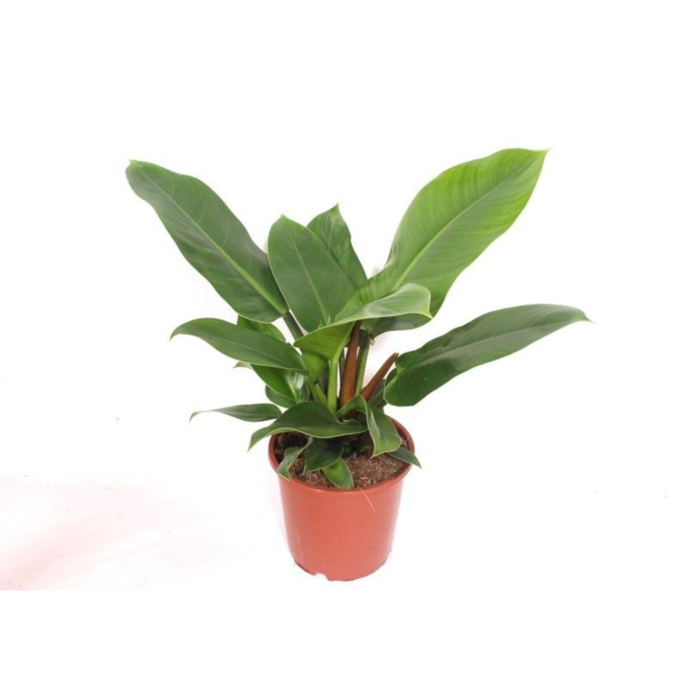 Philodendron Imperial Green.