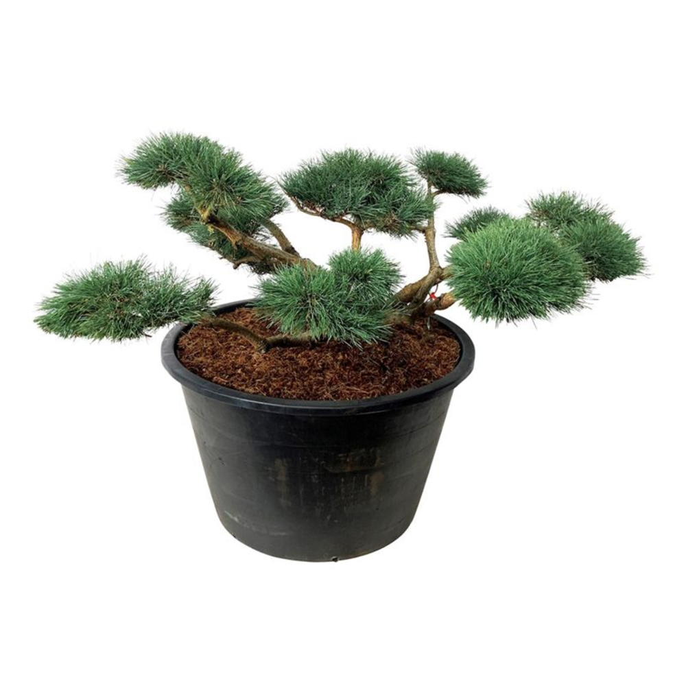 Pinus sylv. 'Repens'.