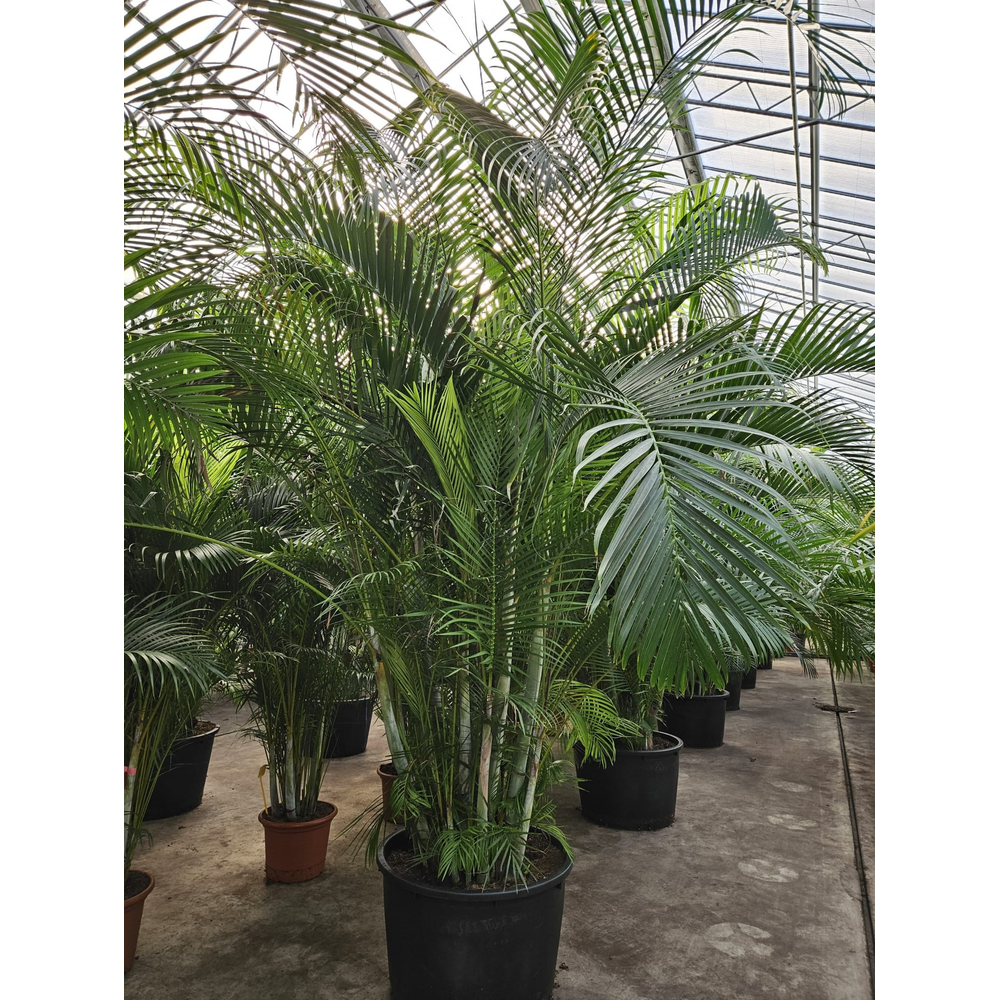 Dypsis lutescens (Areca).