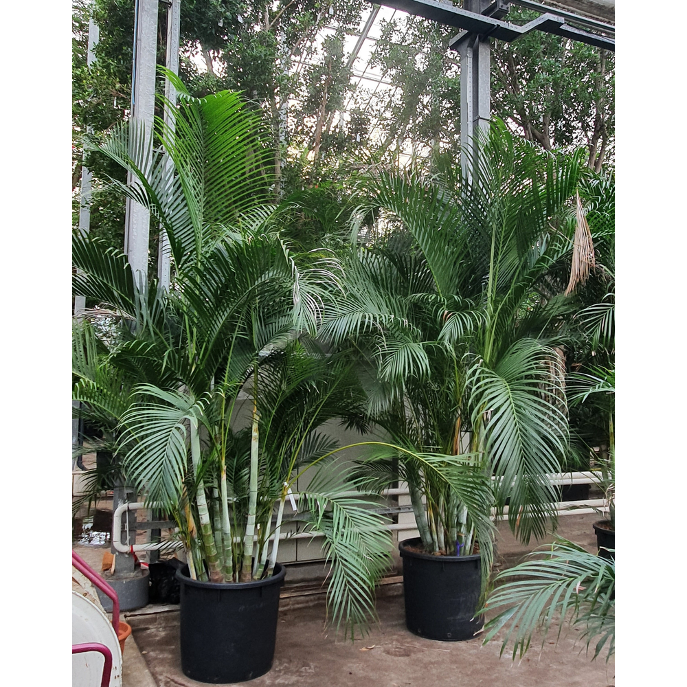 Dypsis lutescens.