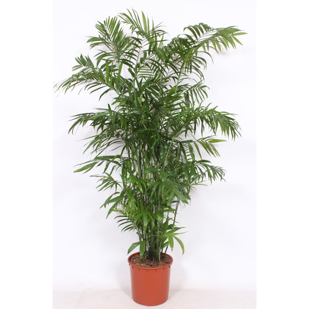 Chamaedorea Seifrizii.