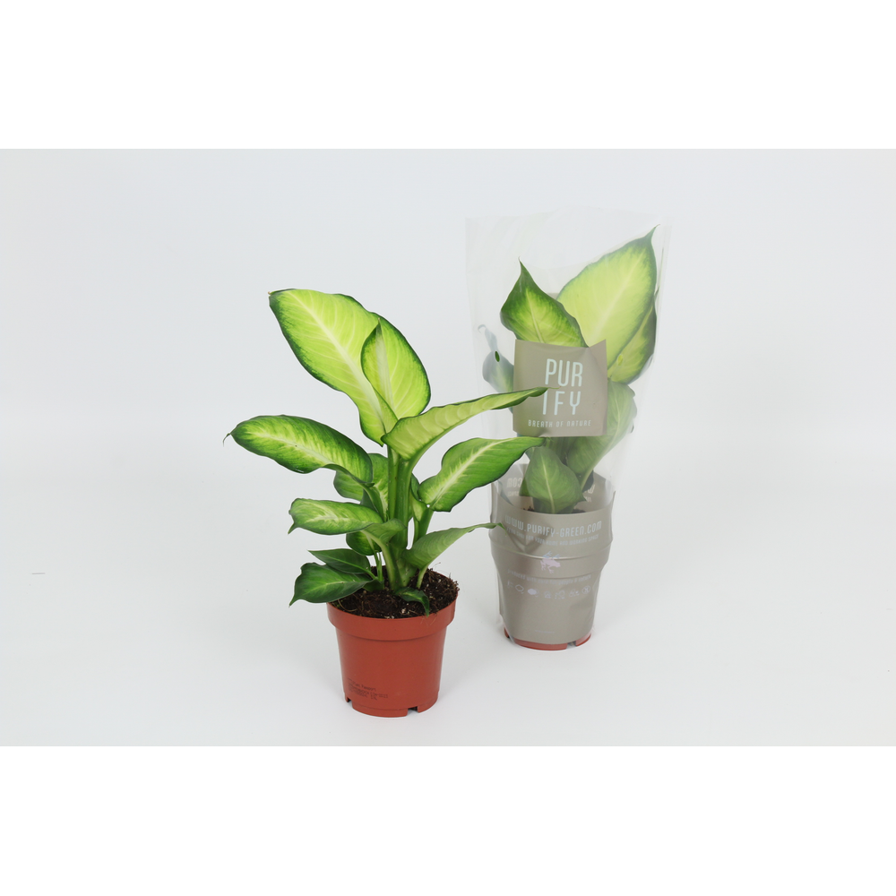 Purify Dieffenbachia Summer Style 12 cm.