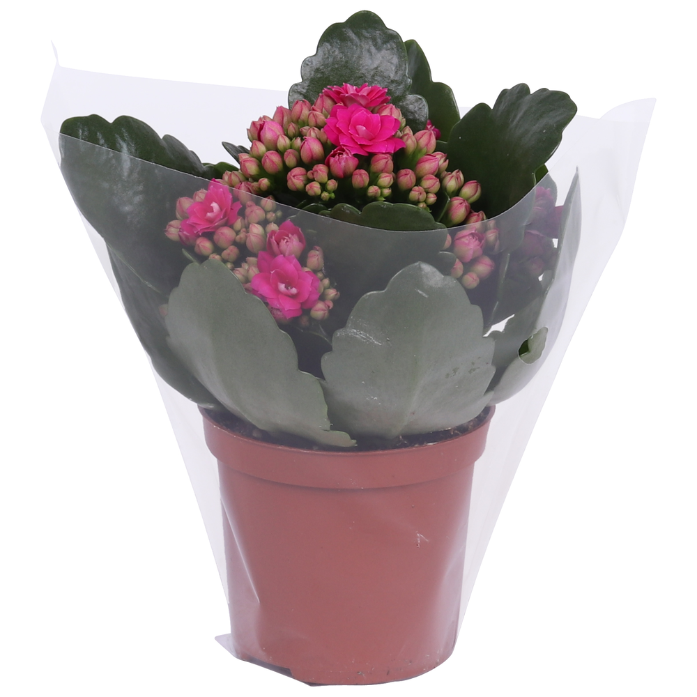 Kalanchoe Rosalina 07cm Don Victorio paars, Blanco.
