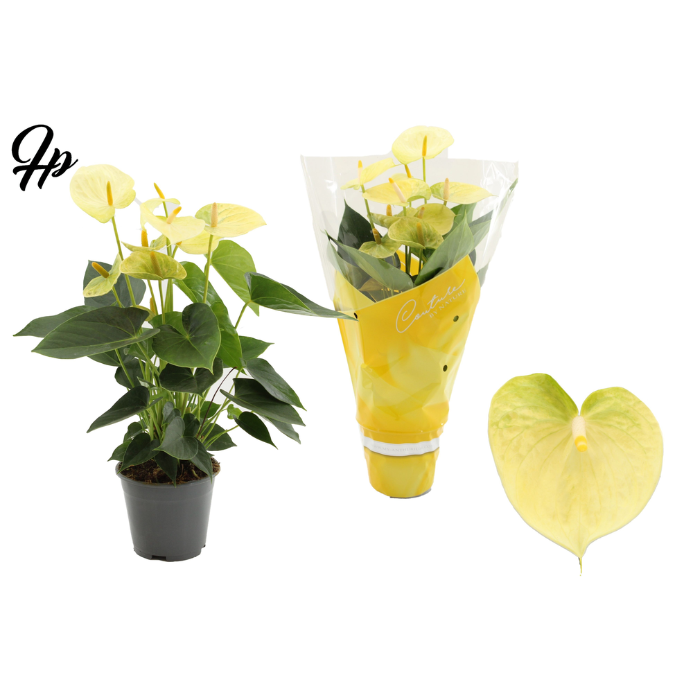 Anthurium Vanilla in Couture sleeve.