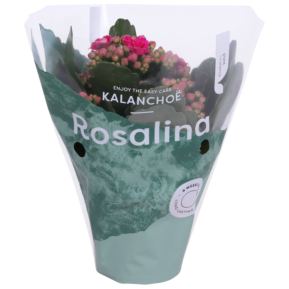 Kalanchoe Rosalina 07cm Don Victorio paars.