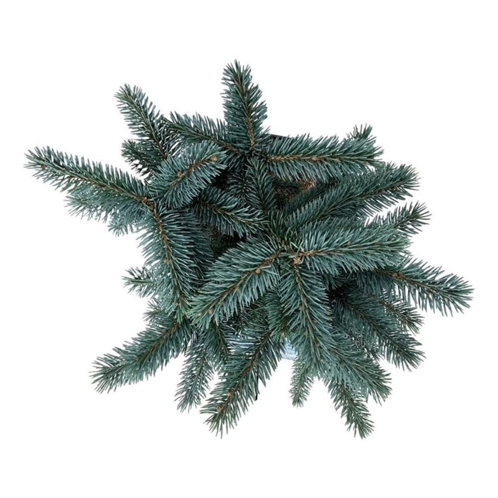 Picea pung. 'Karpaten' -R-.
