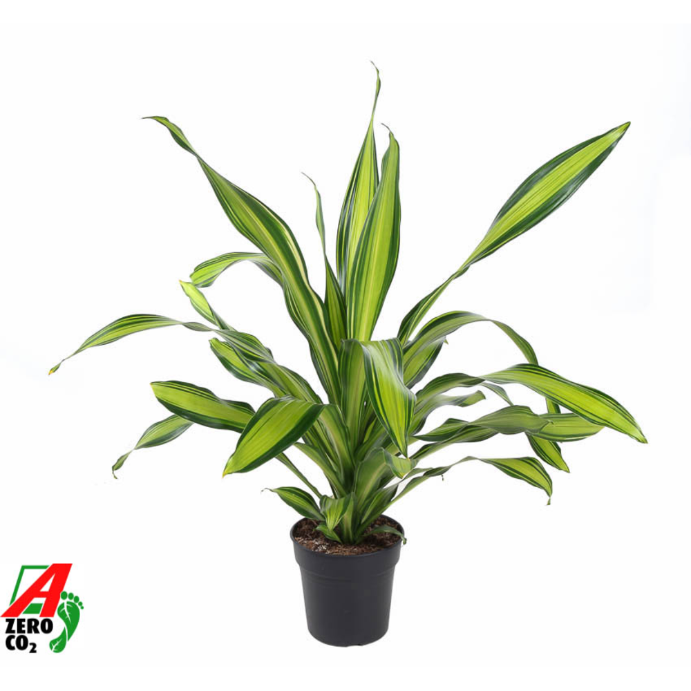 Dracaena Charley kopstek P24.