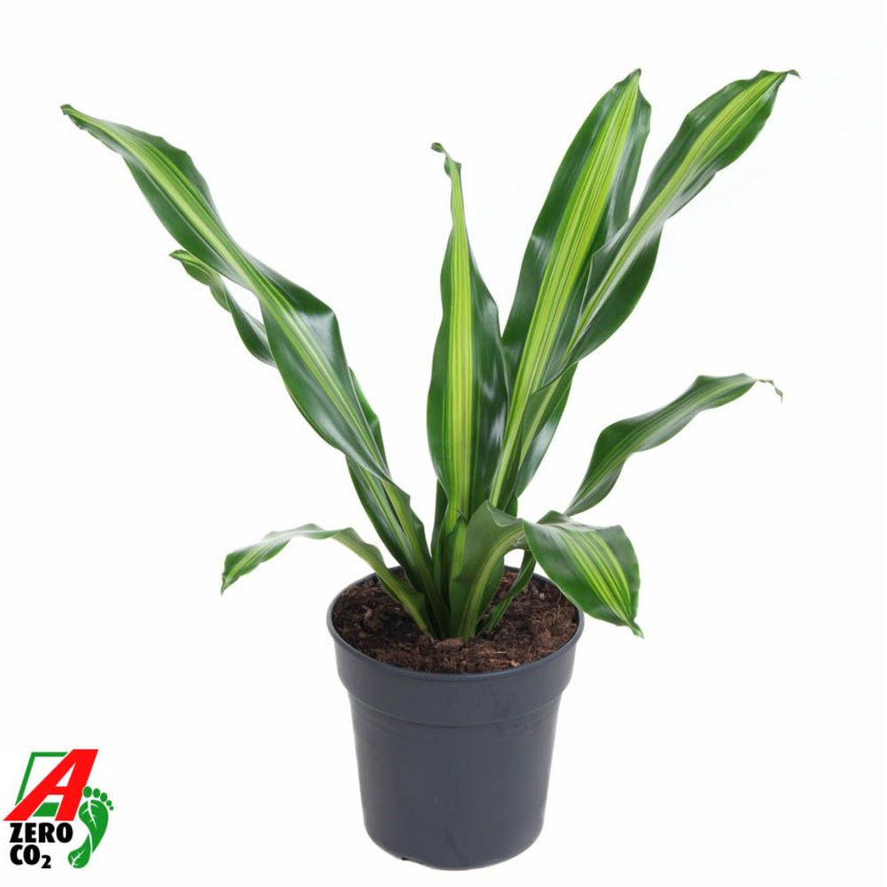 Dracaena Burley kopstek P24.
