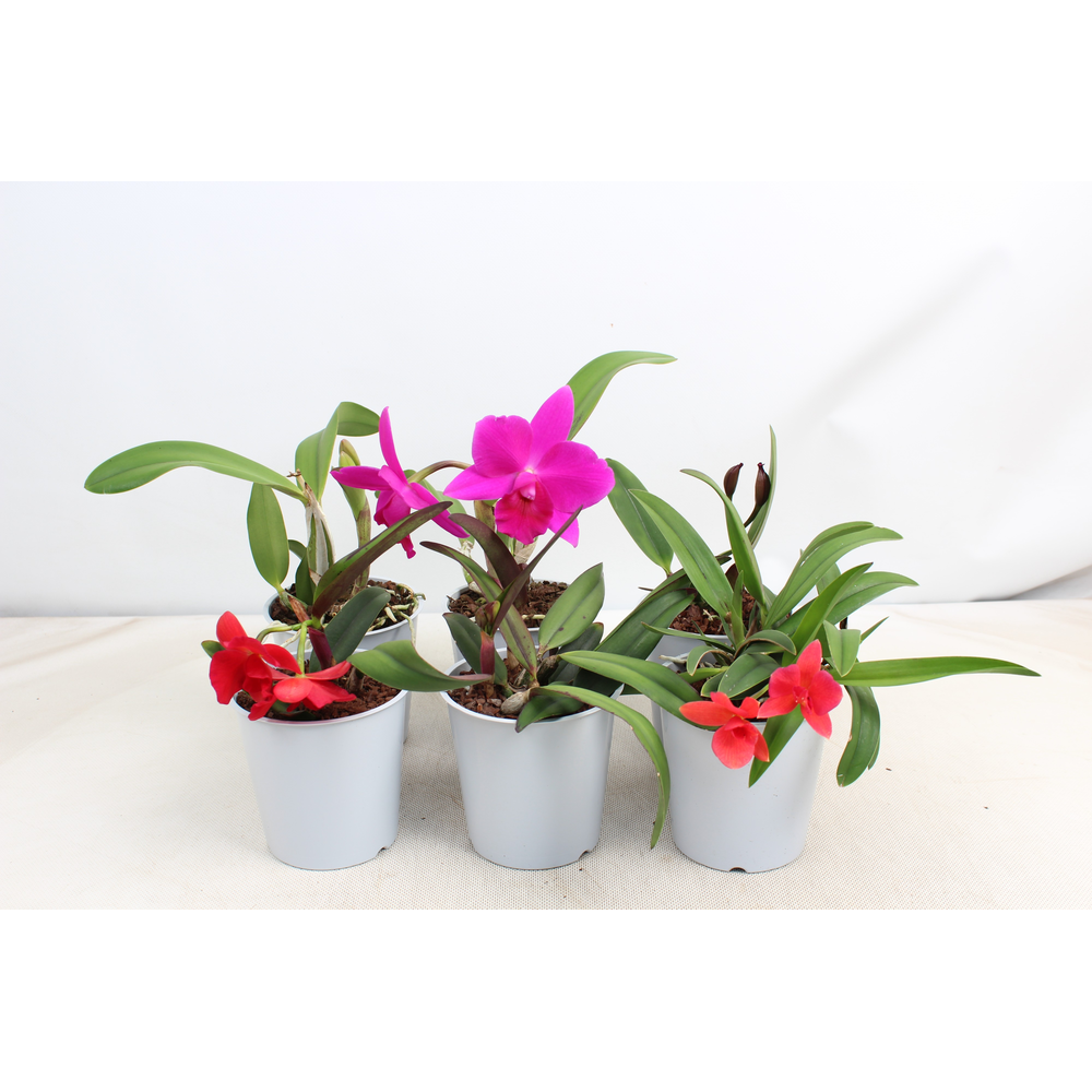 Cattleya kleinbloemig 1 tak 2+ knop 12 cm.