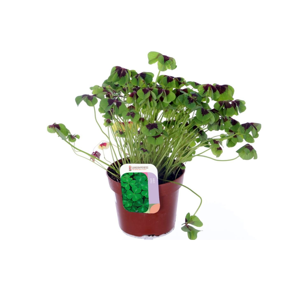Oxalis deppei.