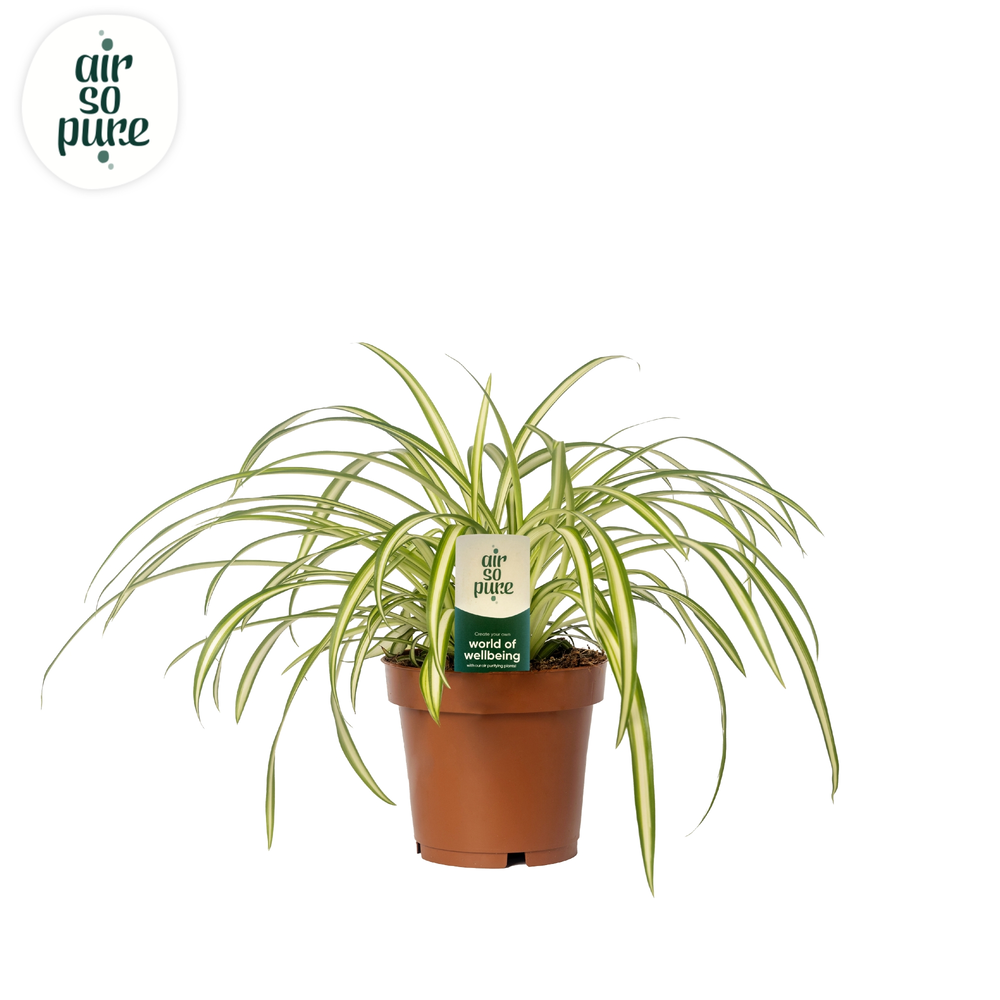 Chlorophytum Atlantic 12cm (zonder hoes).