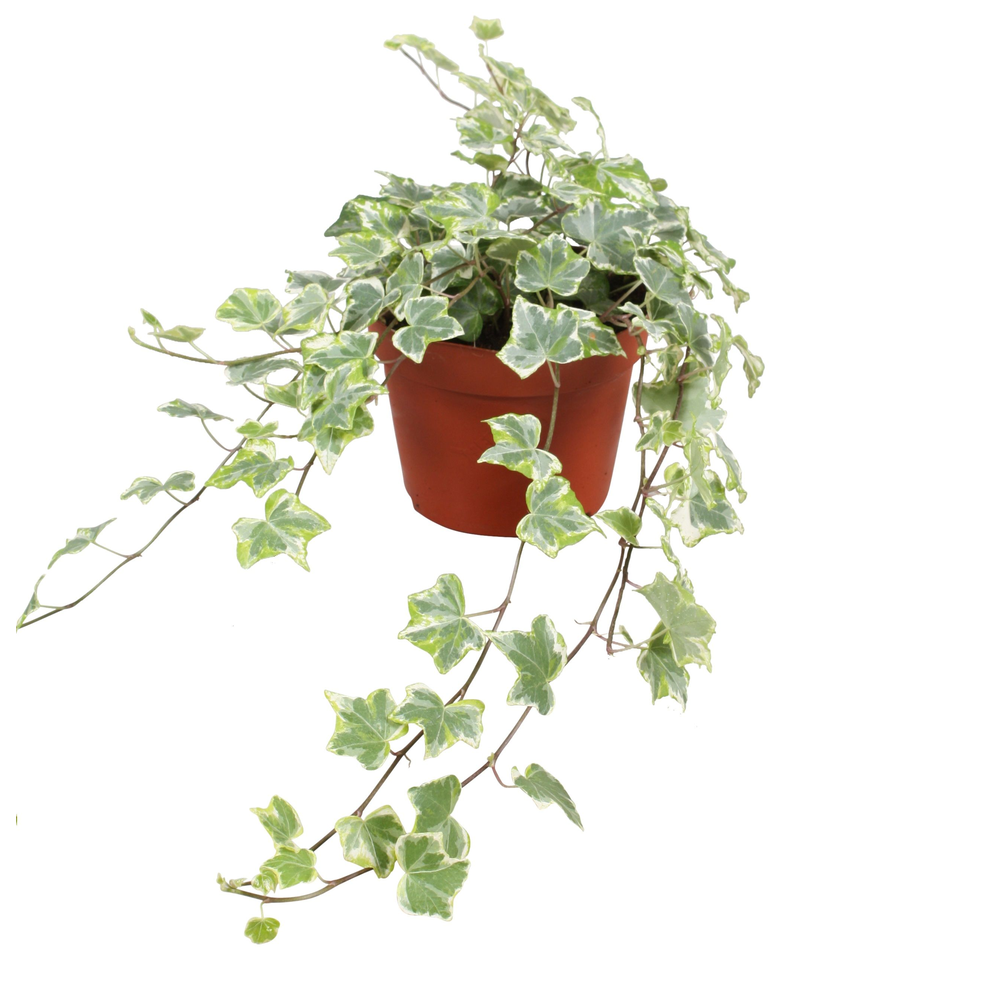 Hedera helix Mint Kolibri.