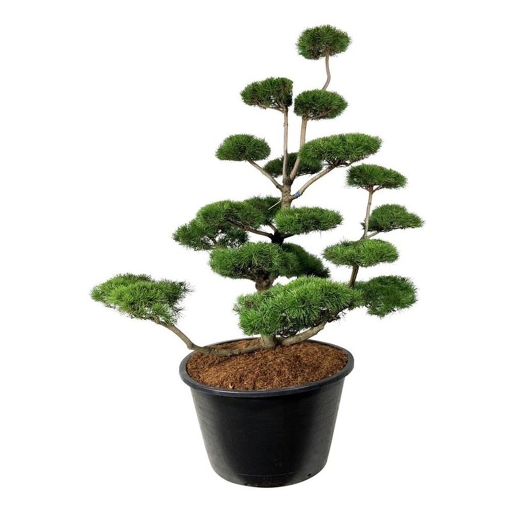 Pinus contorta.