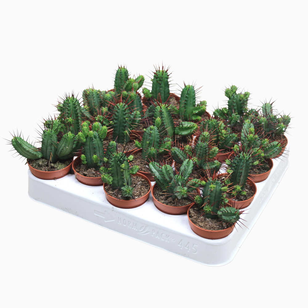 Euphorbia enopla 5,5 cm.