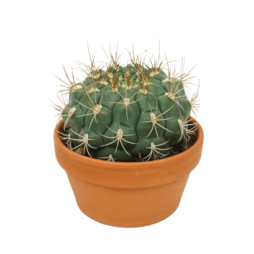 Gymnocalycium saglione 17 cm.