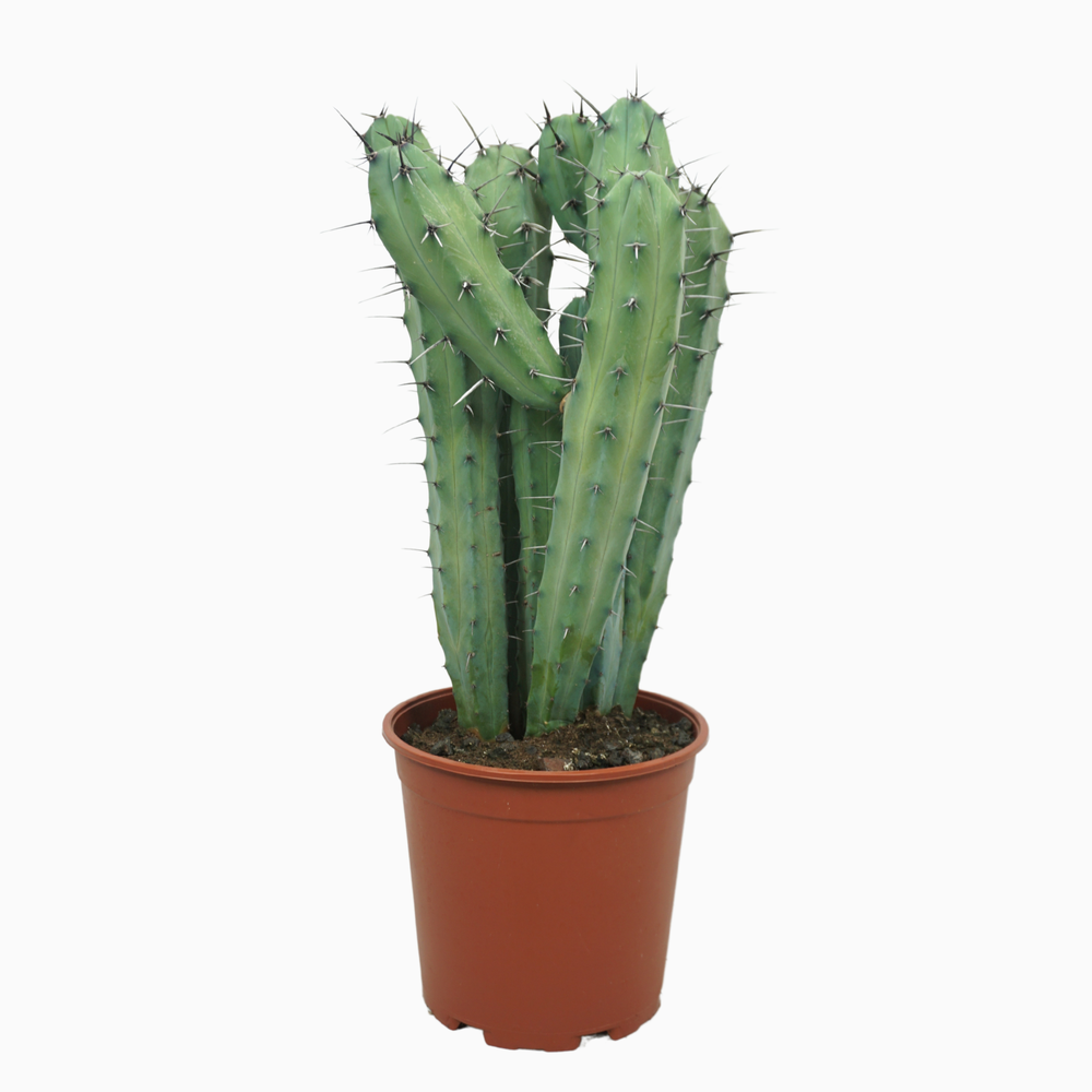 Myrtillocactus geometrizans 21 cm groep.