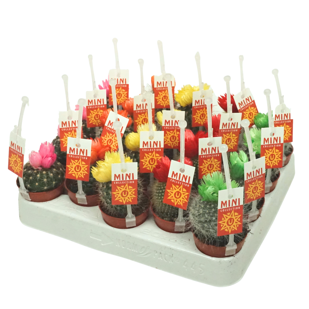 Cactus op rij 5,5 cm 3 plakbloemen met picker+etik.