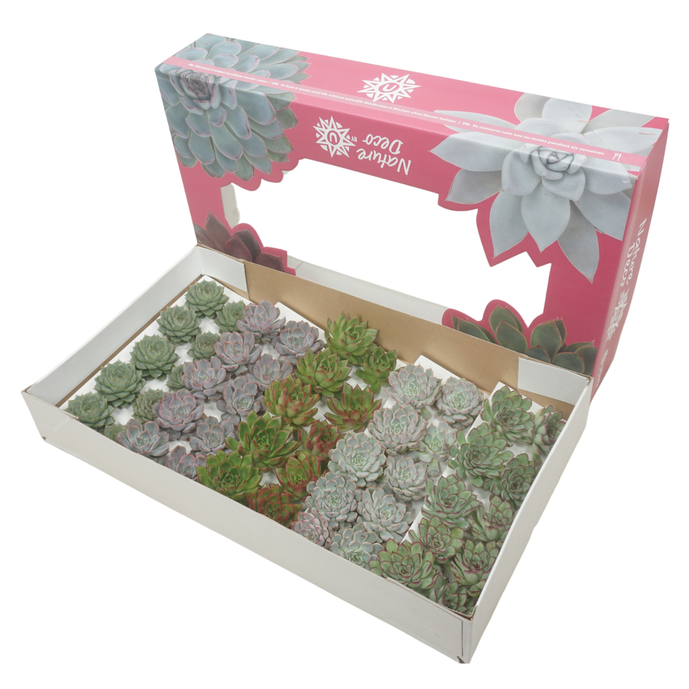 Gesneden echeveria mix 5-7 cm Nature deco.
