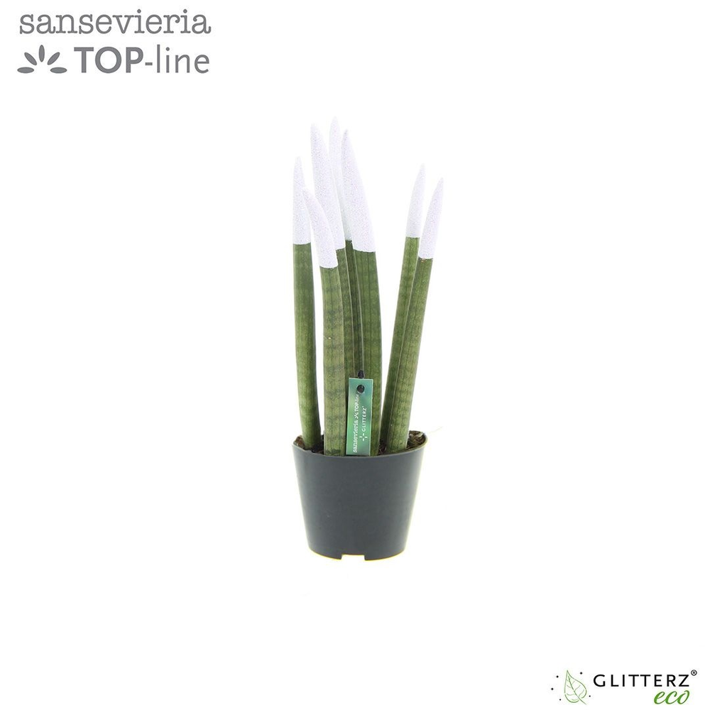Sansevieria VELVET TOUCHZ® ECO GLITTERZ® Wit.