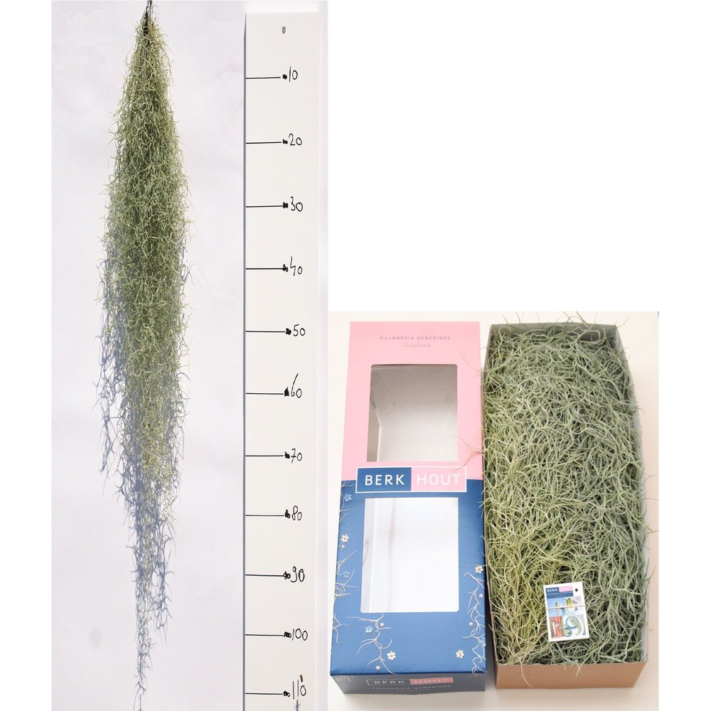 Tillandsia 100 cm.