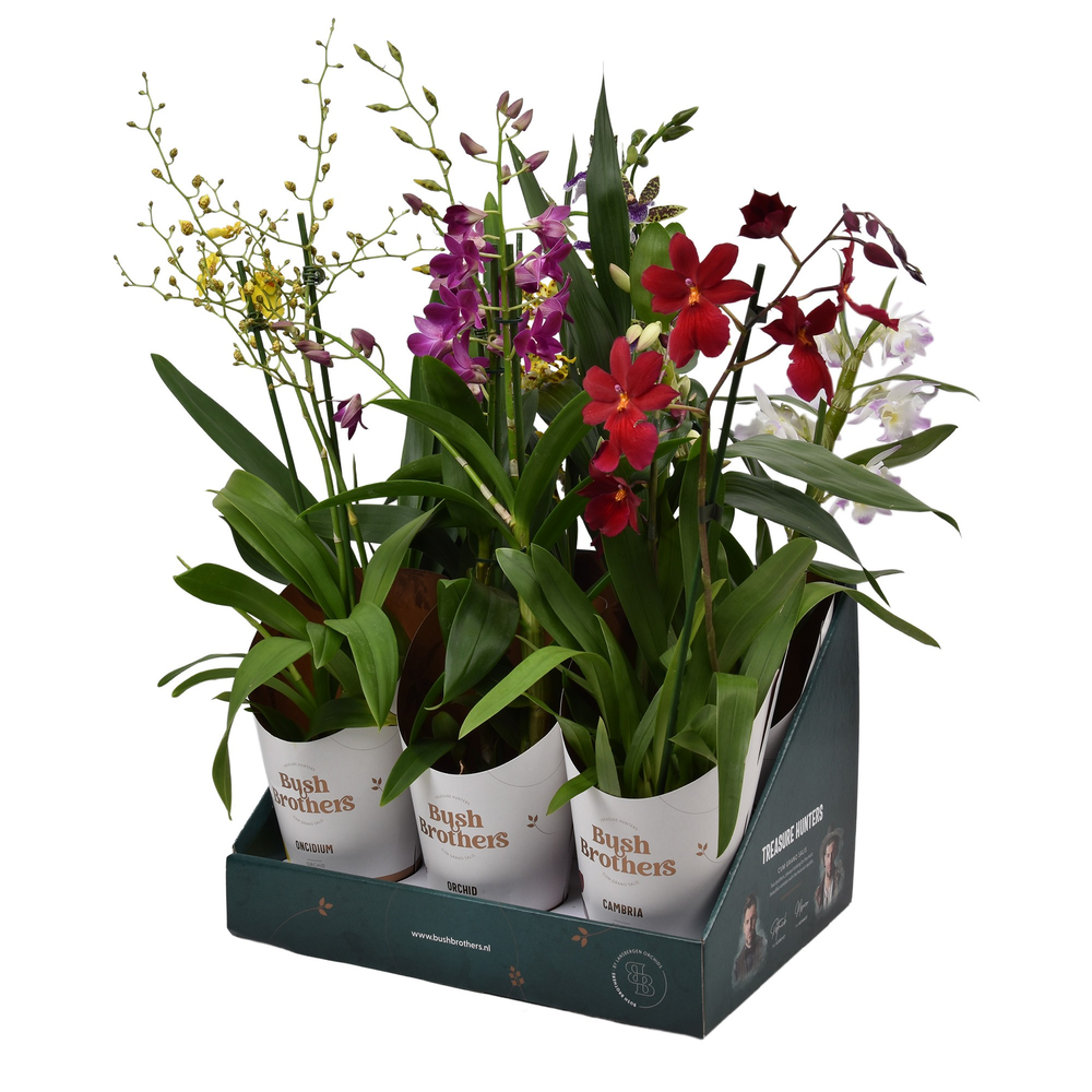 Orchideeën mix 2 tak in Bush Brothers showdoos met.