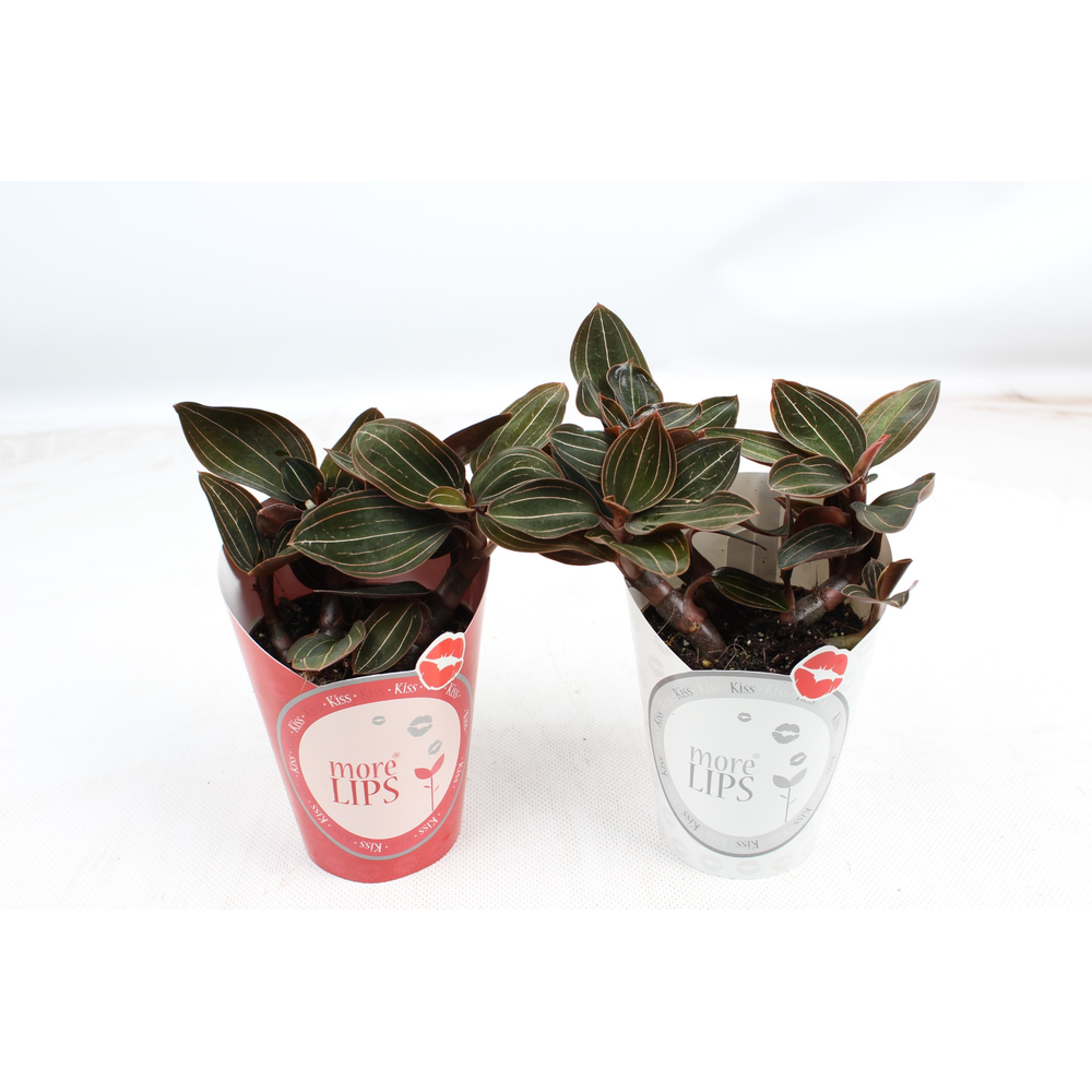 Morelips® Ludisia 9 cm met rode & witte potcover.