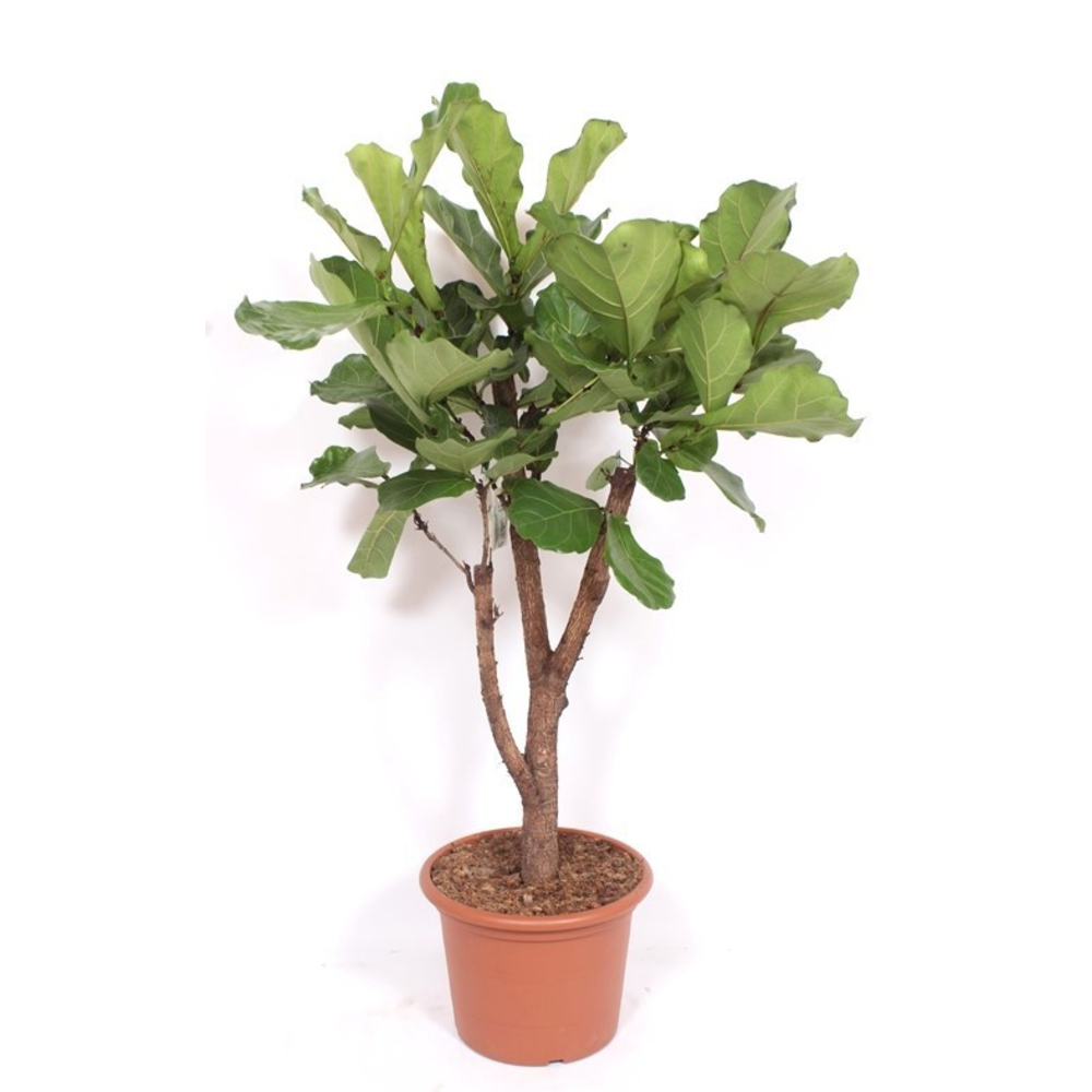 Ficus lyrata.