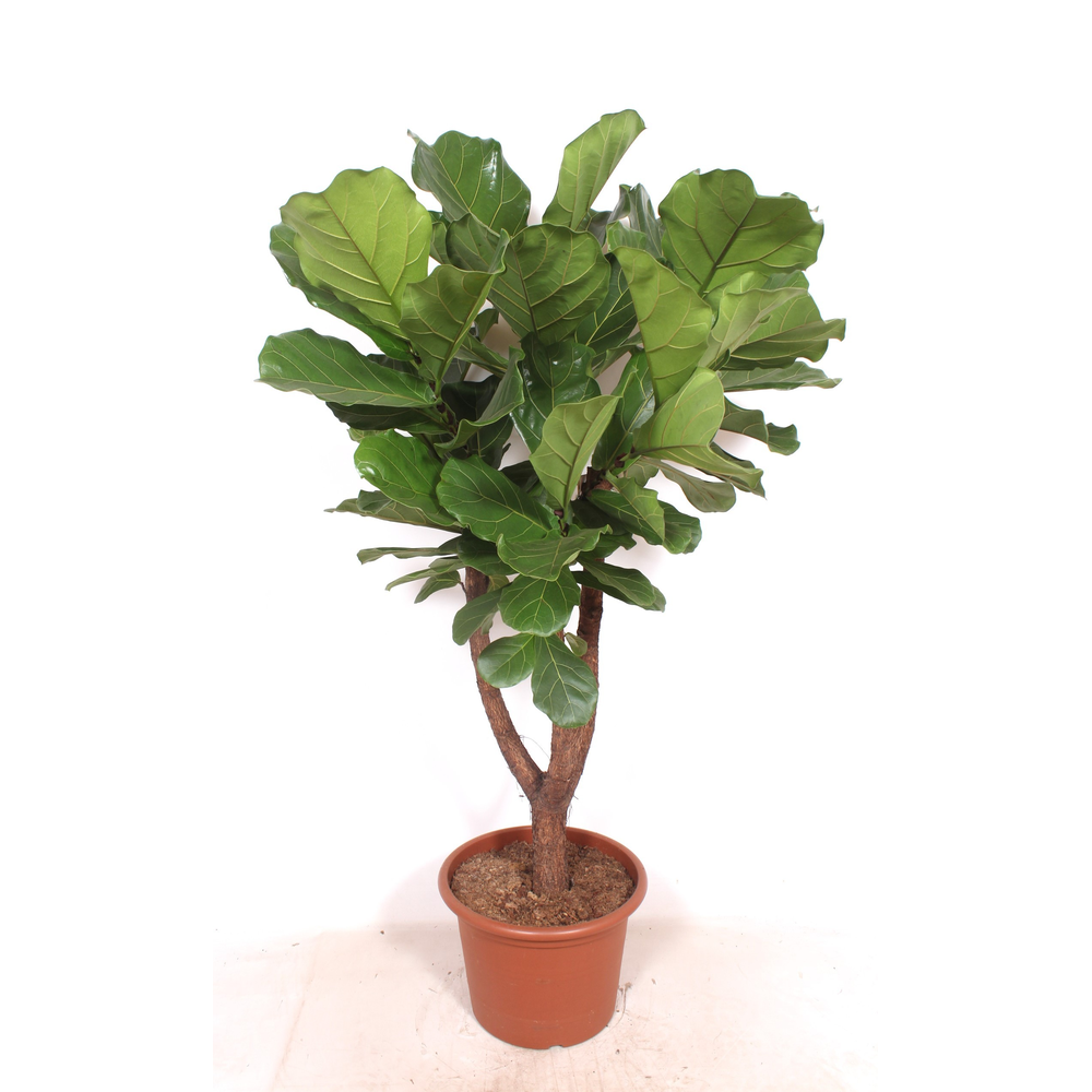 Ficus lyrata.