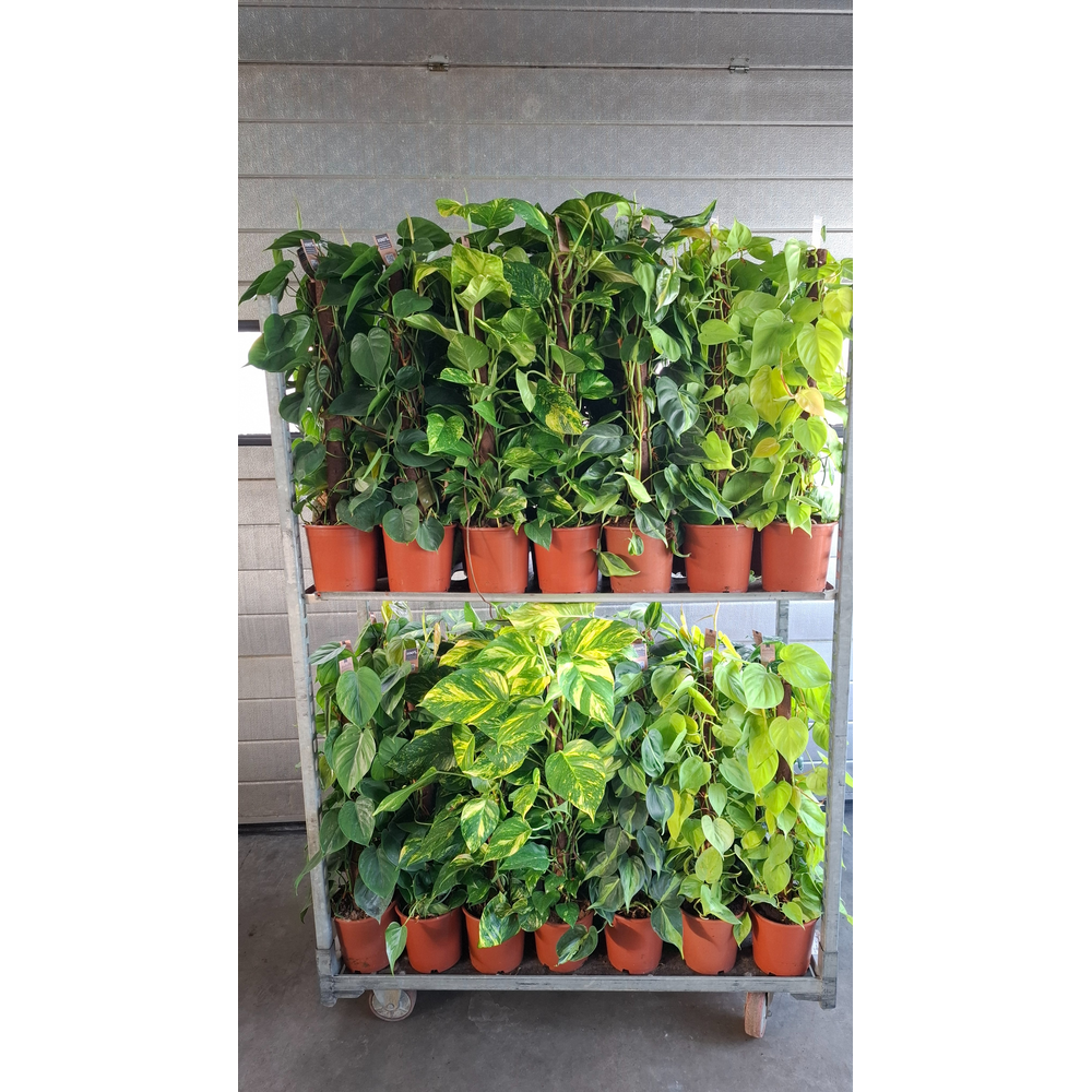 Epipremnum MIX kratiste klimstok 80CM.