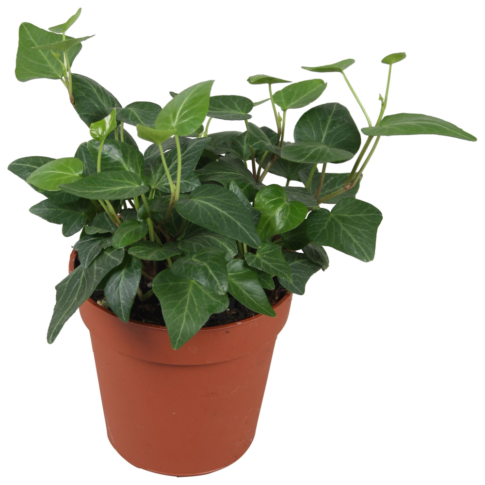 Hedera helix Lady Kay.