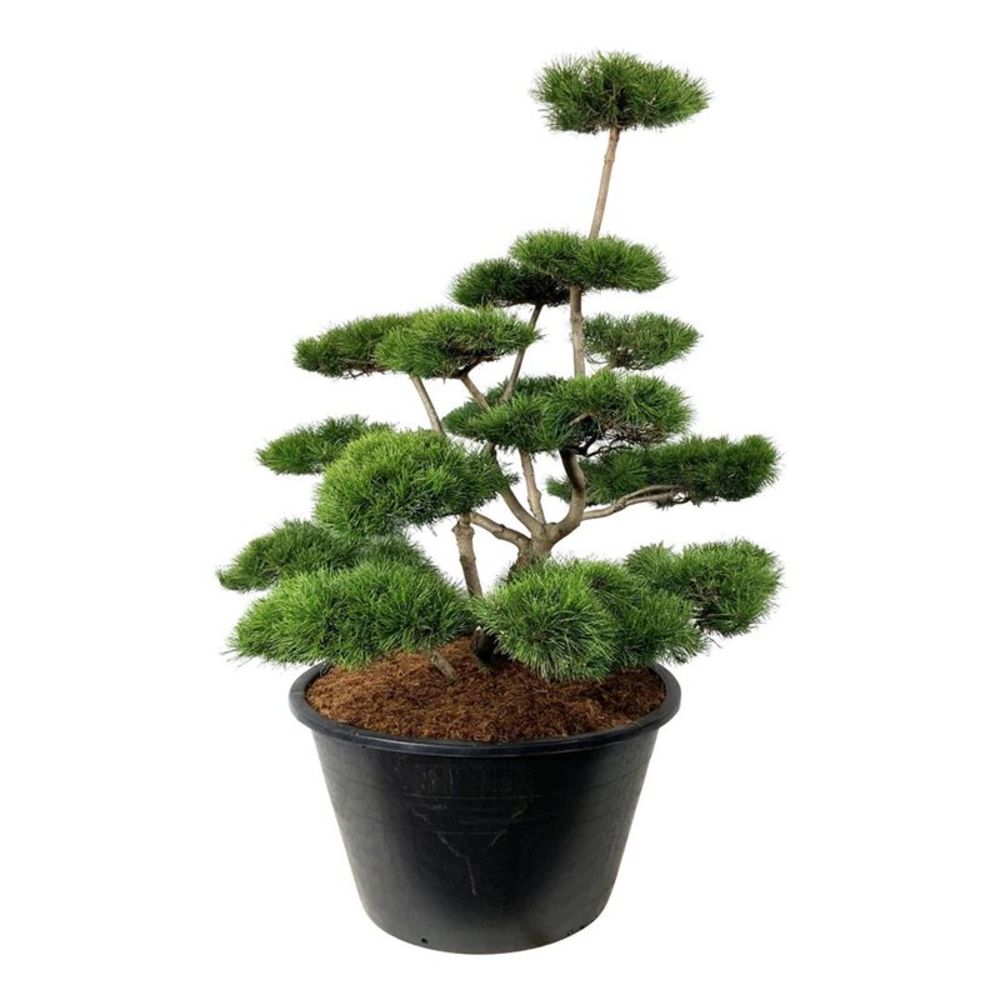 Pinus contorta.