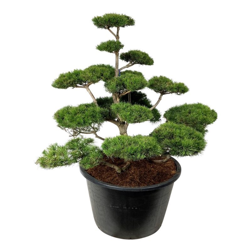 Pinus contorta.