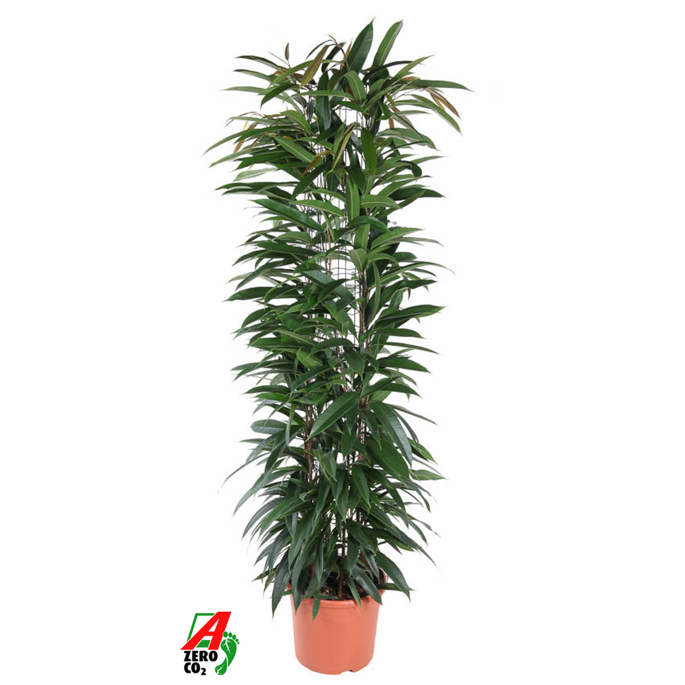 Ficus Alii King zuil P27 (NO GAP).