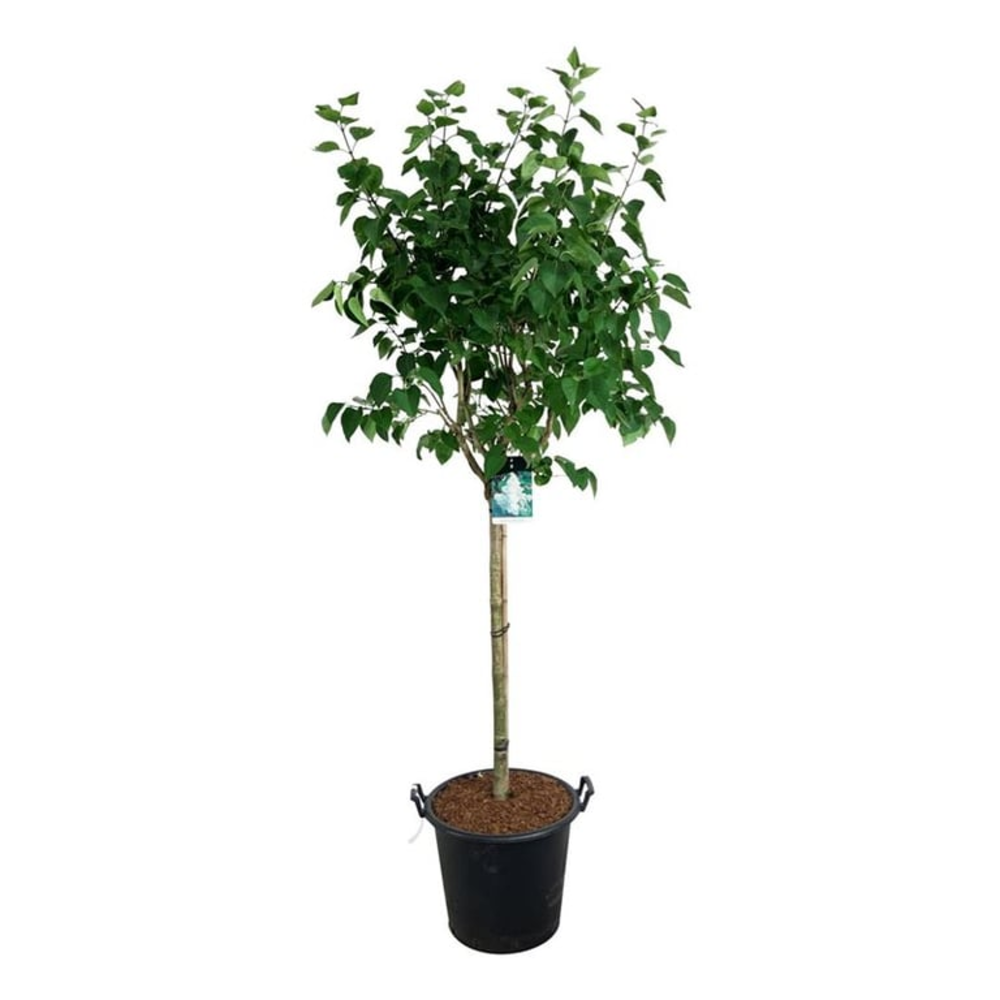 Syringa v. 'Mme Lemoine'.